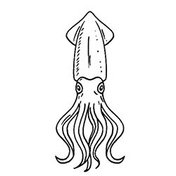 Decapodiformes