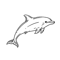 Dolphin