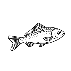 Paedocypris