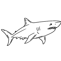 Shark