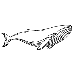 Whale