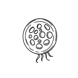 Zooplankton