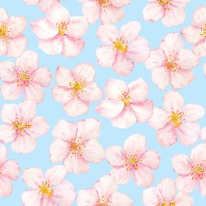 Cherry Blossom